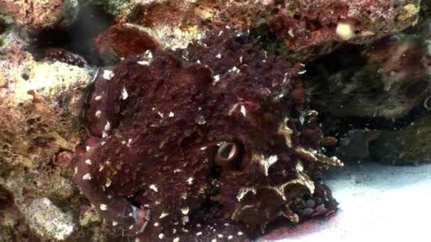 Amor casal de Octopus disfarçado escondido em coral subaquático Mar Vermelho . — Vídeo de Stock