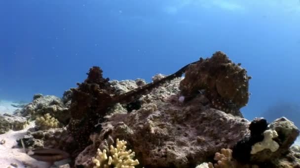 Polpo sott'acqua Mar Rosso . — Video Stock