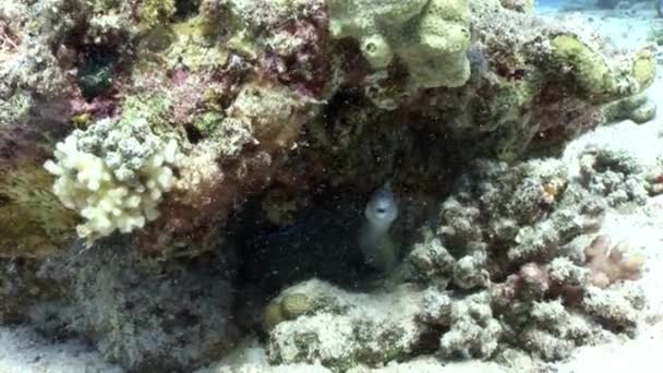 Vidéo de détente sous-marine sur la nature marine en pure transparence de la mer Rouge .