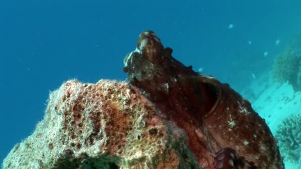 Bläckfisk på en blå bakgrund undervattens Röda havet. — Stockvideo