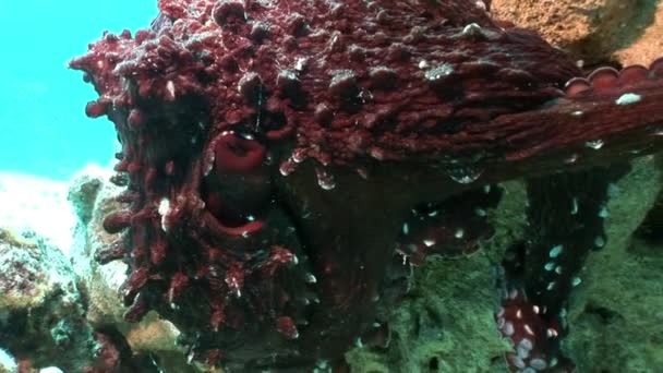 Vörös polip víz alatti tenger közeli képe. — Stock videók