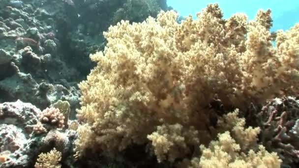 Coral bajo el agua del Mar Rojo . — Vídeo de stock