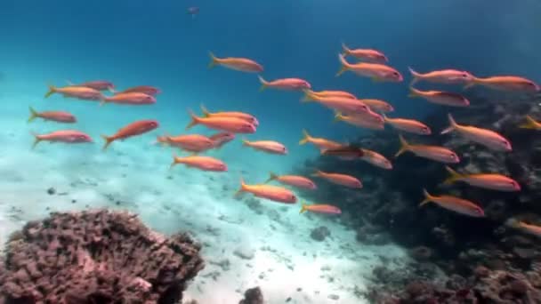 Entspannen Sie sich unter Wasser rotes Meer. — Stockvideo