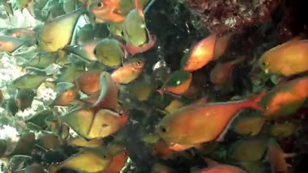 School van glimmende vissen Cave Sweeper Pempheris Vanicolensis onderwater rode zee. — Stockvideo