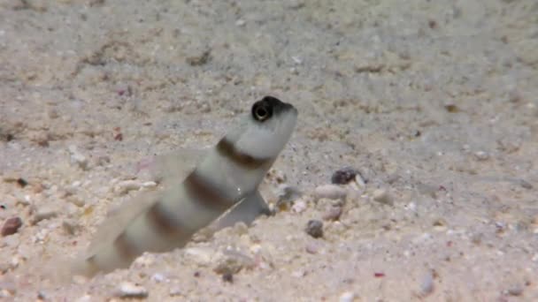 Unterwasser-Relax-Video über die Meeresnatur in reinem Transparent des roten Meeres. — Stockvideo