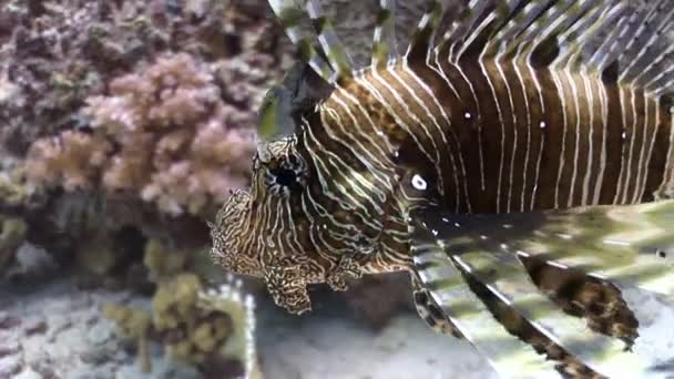 Reus gestreepte afkomstigvangiftige vis gemeenschappelijk lionfish Pterois volitans in rode zee. — Stockvideo