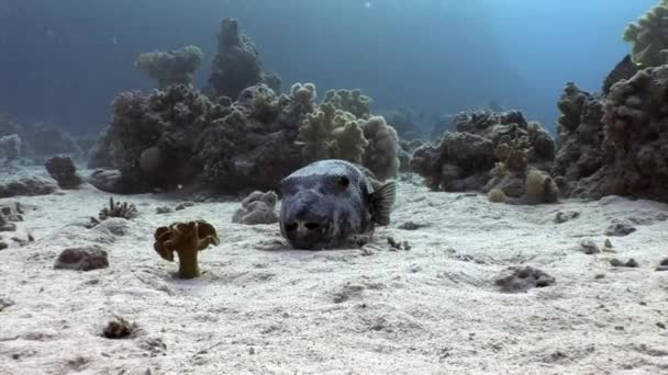 Zubatý obří puffer ryb Arothron stellatus pod vodou z Shaab Sharm. — Stock video