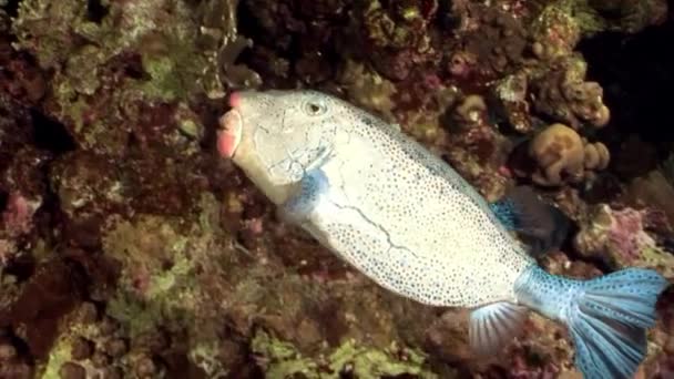 Poisson-globe sous-marin de Shaab Sharm .