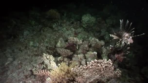 Família de peixes listrados Lionfish comum Pterois volitans no fundo do mar Vermelho . — Vídeo de Stock