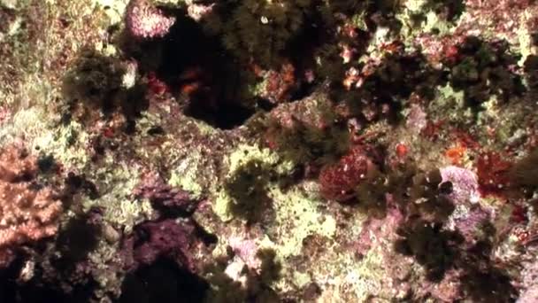 Vidéo de détente sous-marine sur la nature marine en pure transparence de la mer Rouge .