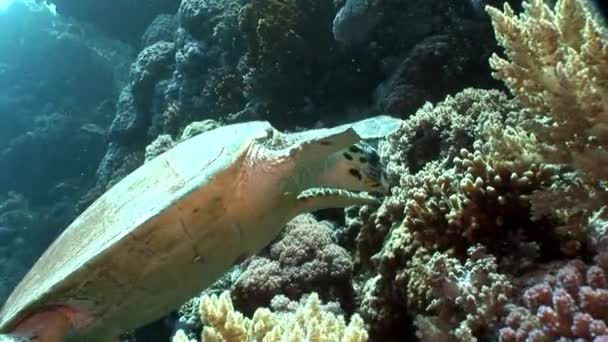 Tortuga gigante carey Eretmochelys imbricata en agua pura transparente . — Vídeos de Stock
