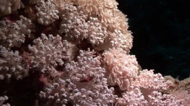 Sualtı video hakkında coral reef saf Kızıldeniz şeffaf sakin ol.