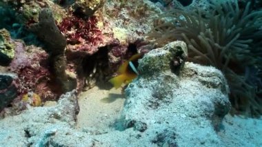 Palyaço balık sualtı Kızıldeniz.