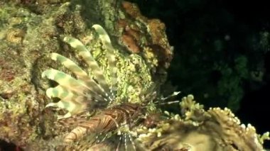 Zehirli balık ortak lionfish Pterois volitans Kızıl Deniz altındaki çizgili.