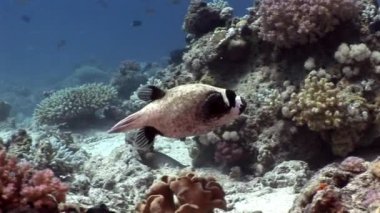Maskeli kirpi balığı Arothron diadematus Shaab Sharm, Blowfish sualtı.
