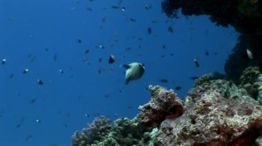 Maskeli kirpi balığı Arothron diadematus Shaab Sharm, Blowfish sualtı.