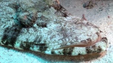 Tropikal timsah sualtı Kızıldeniz balık.