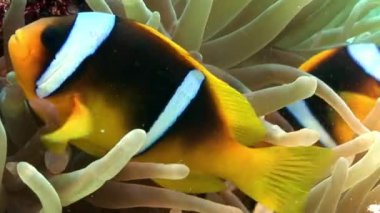 Amphiprion bicinctus Stichodactylidae muhteşem anemone palyaço balık.