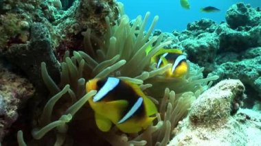 Amphiprion bicinctus Stichodactylidae muhteşem anemone palyaço balık.
