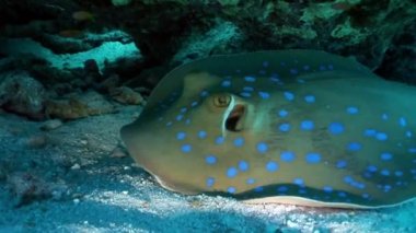 Bluespotted stingray Taeniura Lumma gizleme mercan sualtı Kızıl Deniz altında.