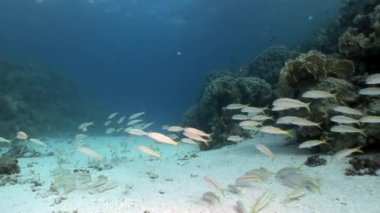 Okul Yellowstripe Goatfish Mulloides Flavolineatus balık sualtı Kızıldeniz.