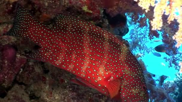 Bright red spotted grouper fish in corals underwater sea. — Stock Video