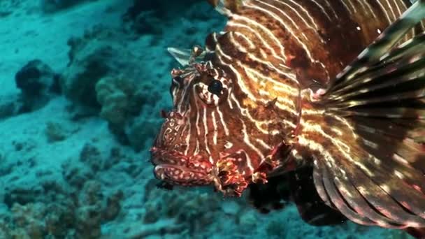 Полосатая ядовитая рыба Обыкновенные крылатые птеросы на дне Красного моря . — стоковое видео