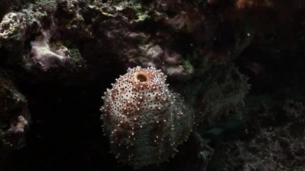 Bohadschia Graeffei tengeri uborkák víz alatti Egyiptomban. — Stock videók