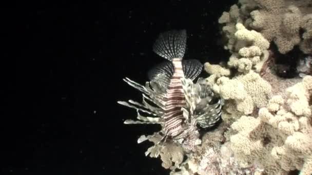 Γίγαντας ριγέ δηλητηριώδες ψάρι κοινό lionfish Pterois volitans στην Ερυθρά θάλασσα. — Αρχείο Βίντεο