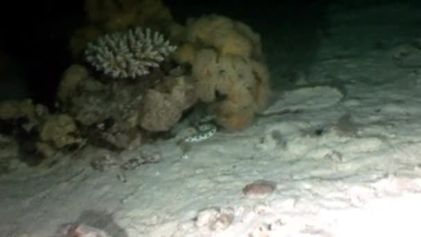 Χαλαρώστε υποβρύχια βίντεο σχετικά με τη θαλάσσια φύση σε καθαρή διαφανή Ερυθρά θάλασσα. — Αρχείο Βίντεο
