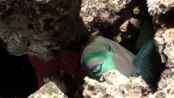 Parrotfish enferrujado Scarus Ferrugineus espreita debaixo de coral Mar vermelho . — Vídeo de Stock