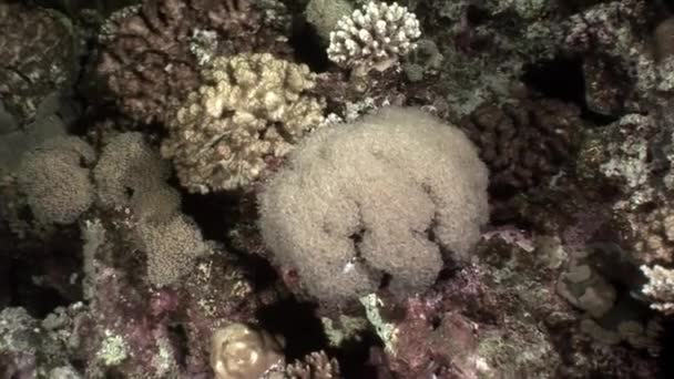 水下放松视频关于珊瑚礁在纯净的红海的透明. — 图库视频影像