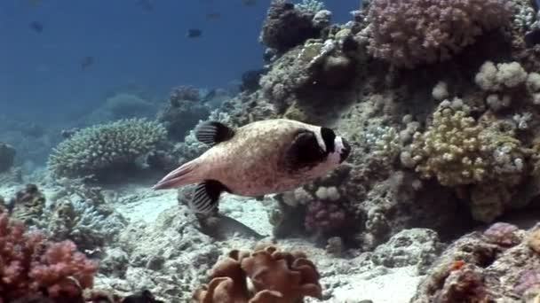 Maskeli kirpi balığı Arothron diadematus Shaab Sharm, Blowfish sualtı. — Stok video