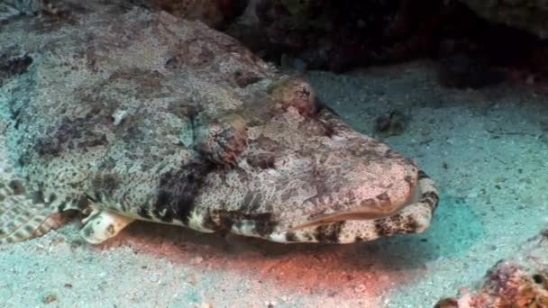 Κροκόδειλος ψάρια Papilloculiceps longiceps υποβρύχια Ερυθρά θάλασσα. — Αρχείο Βίντεο