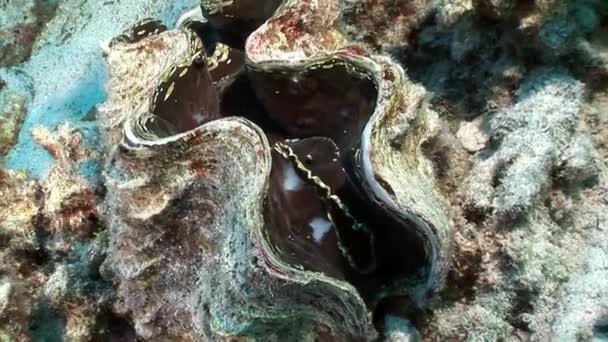 Vícevrstvé Tridacna Scuamose obří škeble s hustým rostlinným pláštěm v Rudém moři. — Stock video