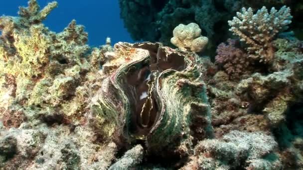 Vícevrstvé Tridacna Scuamose obří škeble s hustým rostlinným pláštěm v Rudém moři. — Stock video