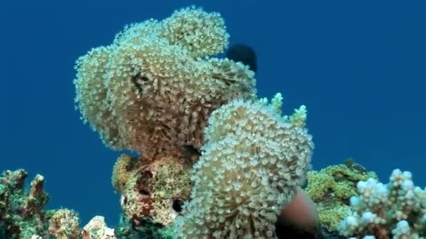 Underwater relax video tentang terumbu karang Laut Merah . — Stok Video