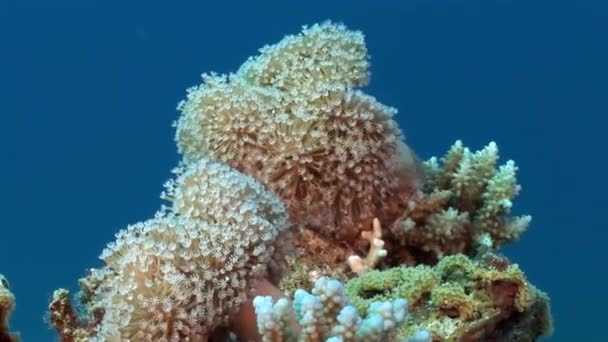 Pod vodou odpočívat video o korálové útesy Rudého moře. — Stock video