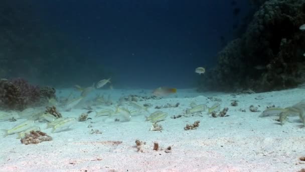 Σχολείο των Yellowstripe μπαρμπούνι Mulloides Flavolineatus ψάρια υποβρύχιας Ερυθρά θάλασσα. — Αρχείο Βίντεο