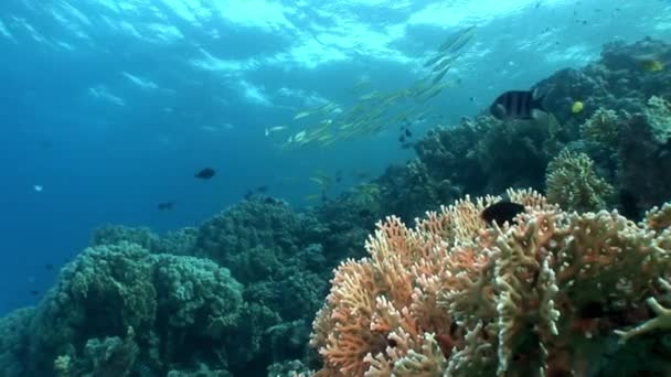 Fischschwärme unter Wasser rotes Meer. — Stockvideo