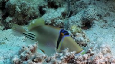 Arap Picasso triggerfish Rhinecanthus assasi su altında kırmızı deniz balık.
