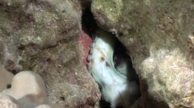 Beyaz ahtapot Aeginae sualtı Kızıldeniz.