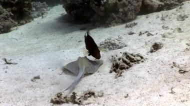 Bluespotted stingray Taeniura Lumma sualtı Kızıldeniz.