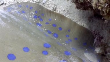 Bluespotted stingray Taeniura Lumma kum sualtı yakın çekim burrows..