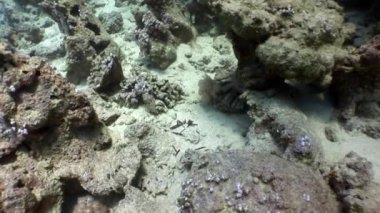Arka planda güzel lagoon Kızıl Deniz ve sualtı deniz doğa.
