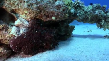 Kırmızı mercan sualtı deniz altında gizleme ahtapot.