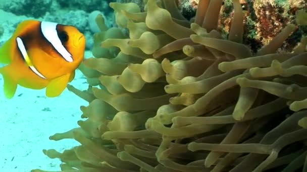 Clown fish bright orange color in Anemone Actinidae underwater Red sea. — Stock Video