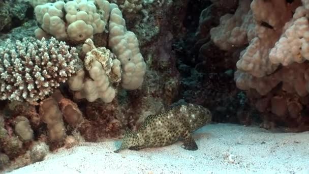 Bright prickig grouper fisk i koraller undervattens Red sea. — Stockvideo