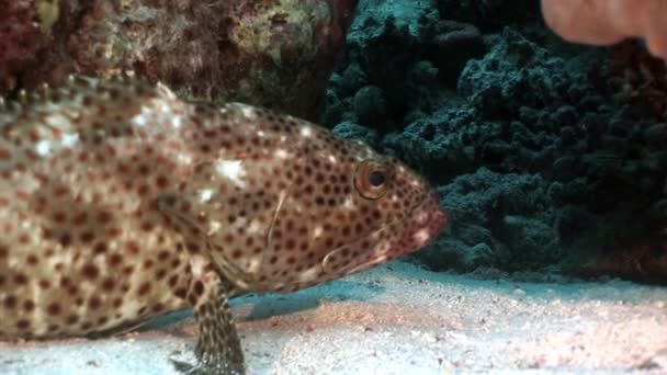 Bright spotted grouper vis in koralen onderwater rode zee. — Stockvideo