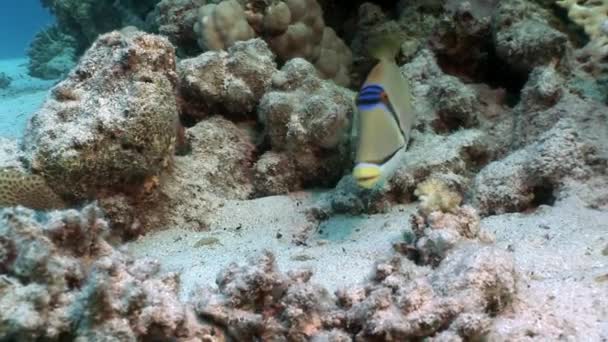 Arap Picasso triggerfish Rhinecanthus assasi su altında kırmızı deniz balık. — Stok video